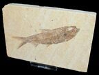 Inch Knightia Fossil Fish #4660-1